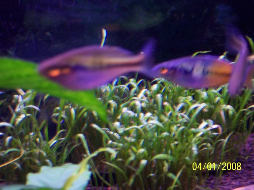 Rainbowfish001.jpg