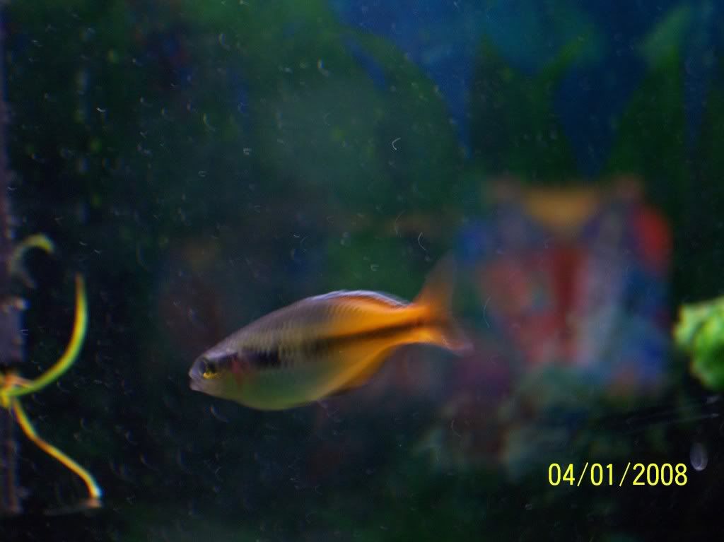 Rainbowfish002.jpg