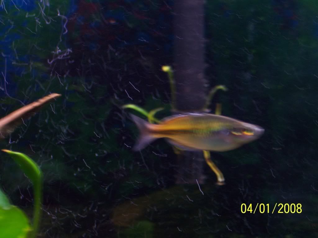 Rainbowfish004.jpg