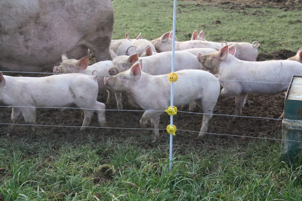 Pig Fence