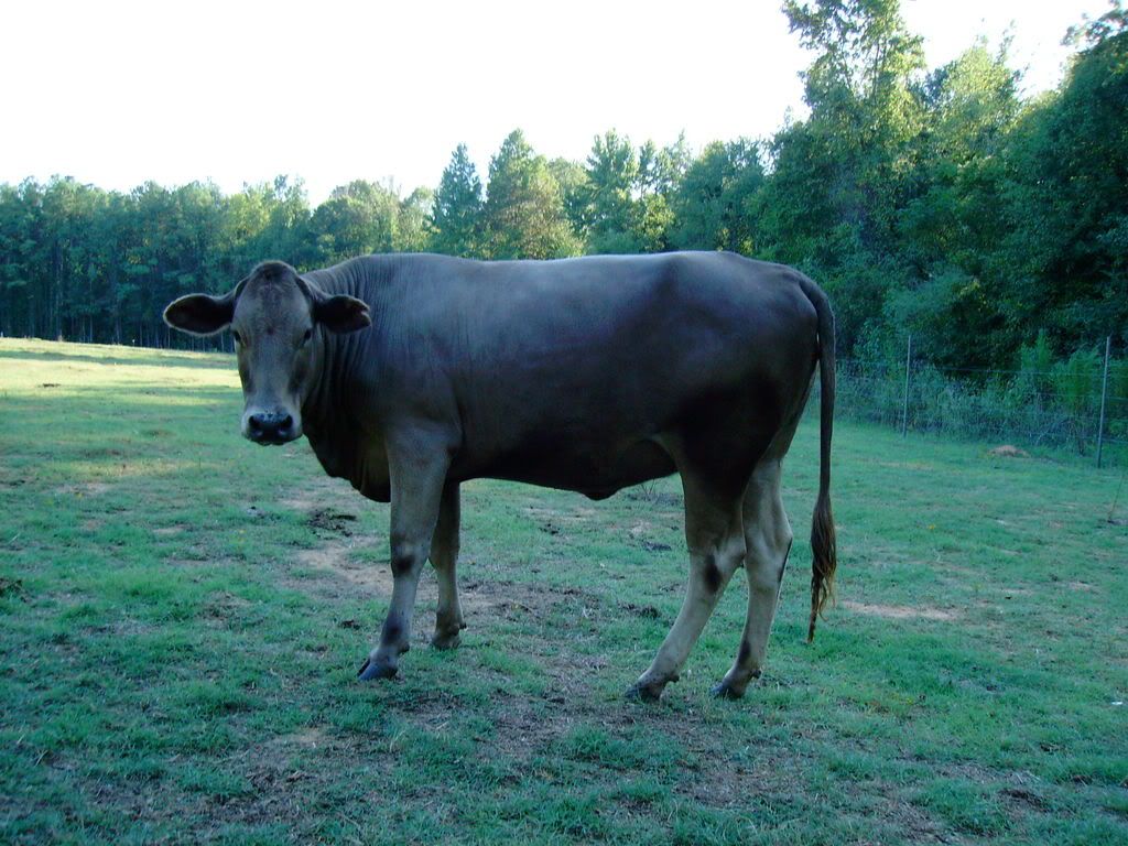 Some Of Tuli Cattle In Nc. - Bull Session