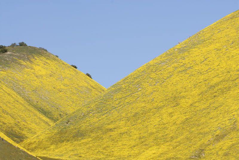 yellow-hills.jpg