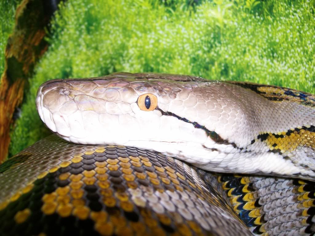 Python Eyes