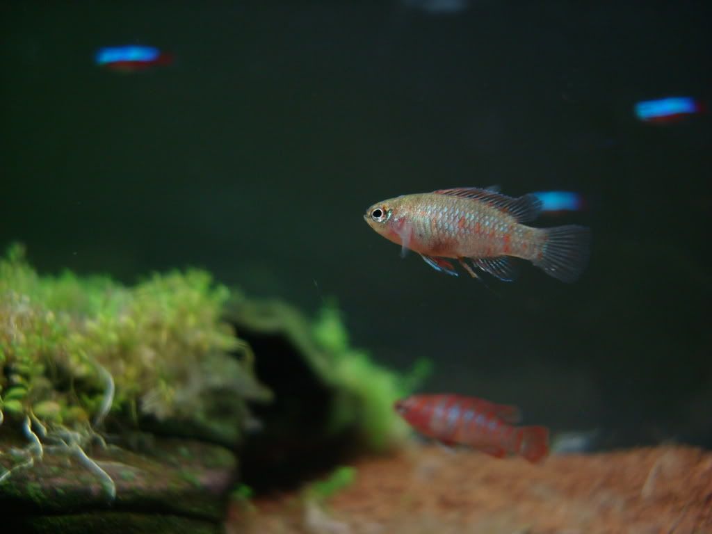 Badis Bengalensis