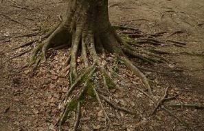 Shallow spreading roots