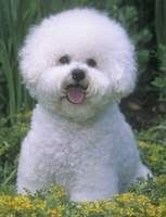 bichon Pictures, Images and Photos