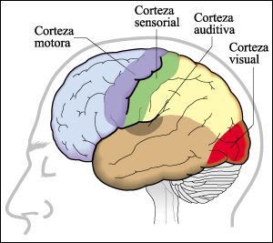 tallo cerebral