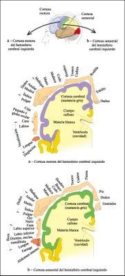 imagen cerebro