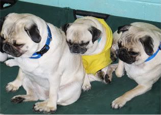Love a Pug