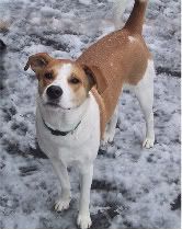 Buddy in the snow