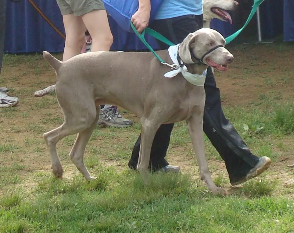 Some of the dogs were sleek...