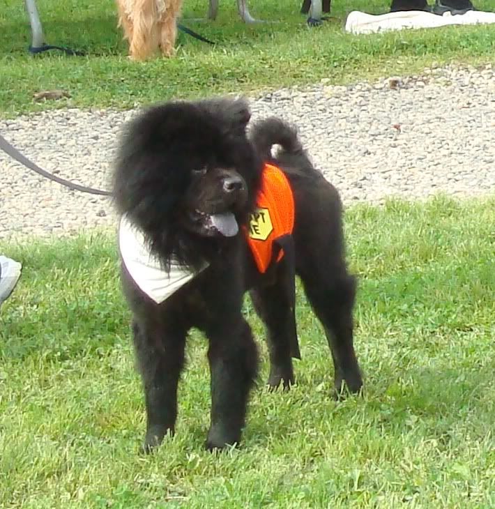 ... others were fluffy (and up for adoption)