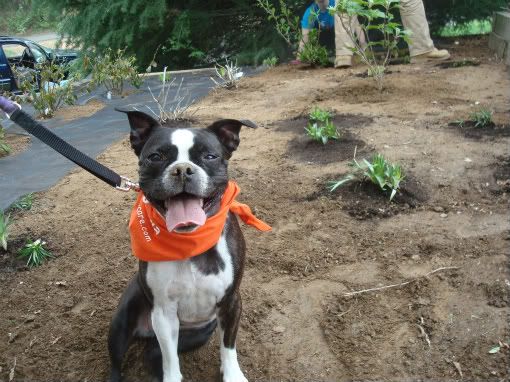 Even the dogs came out to get their paws (and noses) dirty for a good cause