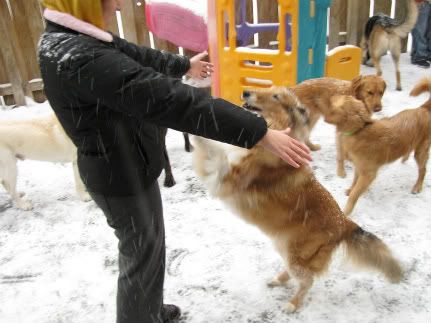 Sara the Collie enjoys a giving a nice hug