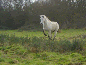 jump_horse.gif