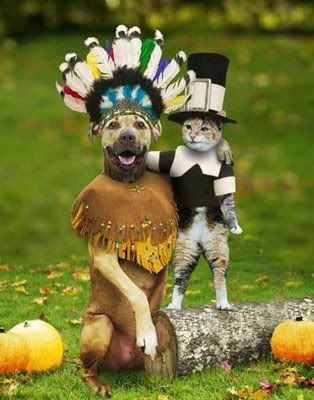 funny dogs dressed up. animals being dressed up