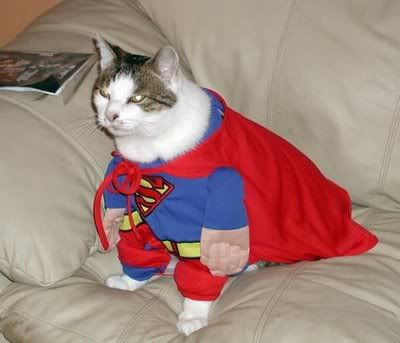 super funny pictures of cats. Which Funny Super Cat Is Your