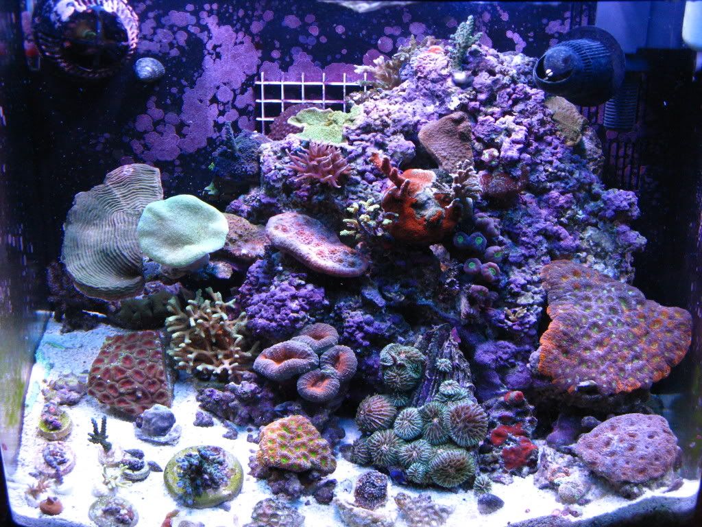 reefs018.jpg
