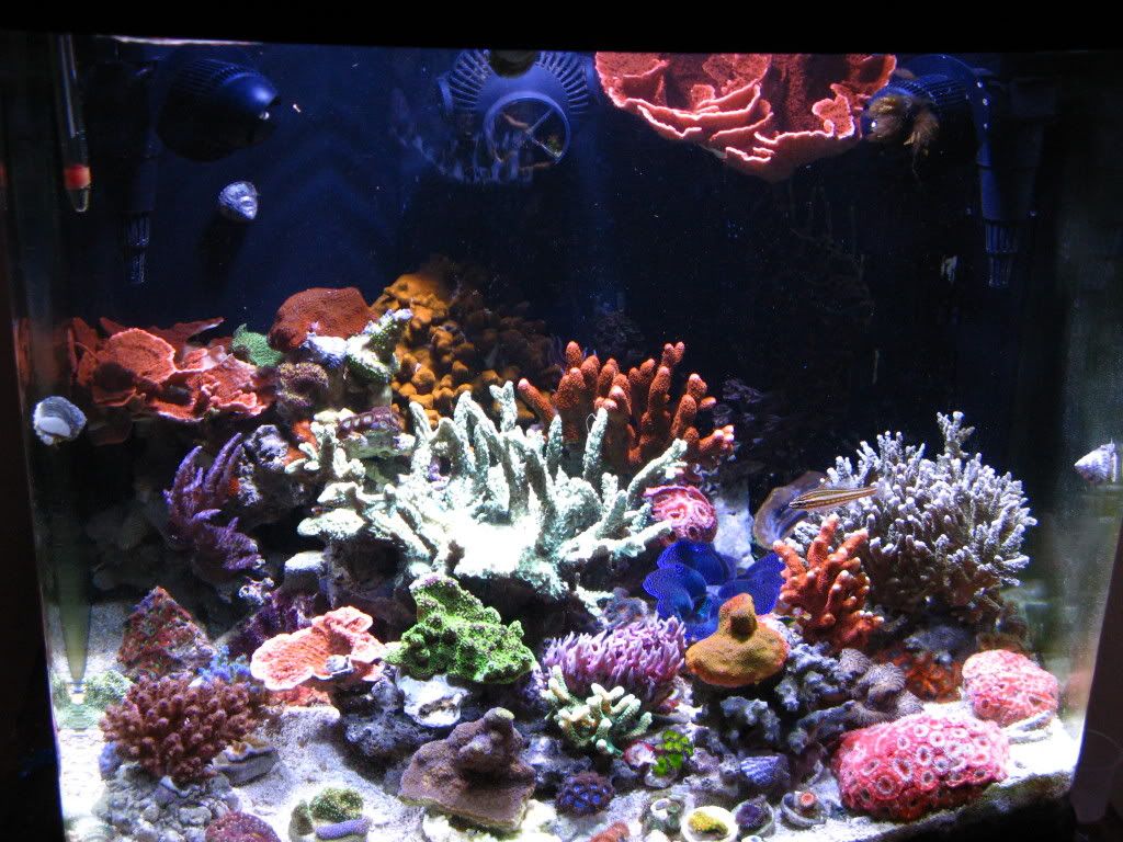 reefs019.jpg