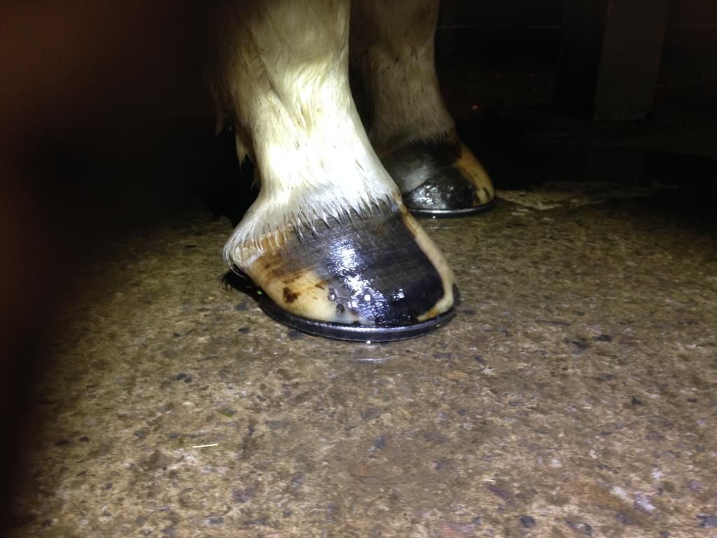 Are these heels underrun? Horse and Hound Forum