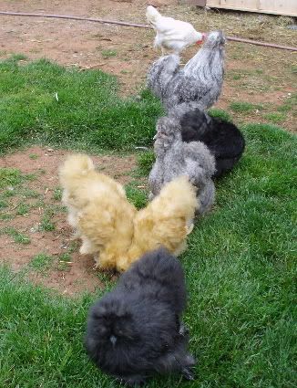 20120526Silkies.jpg