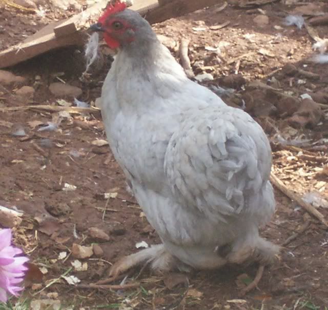 Partridge Cochin Bantam