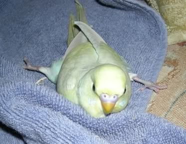 gumpy3.jpg