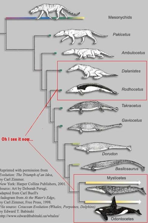 Evolution.jpg