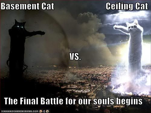 funny-pictures-basement-cat-vs-ceil.jpg
