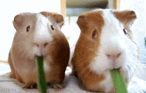 1246818088_guinea-pigs-nom.gif Sonja picture by moon4us