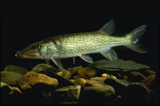 world record pickerel