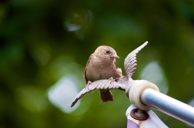 IMAGE: http://i268.photobucket.com/albums/jj26/Sveetly/IMG_3804-Version2.jpg