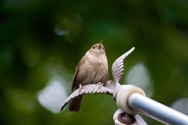 IMAGE: http://i268.photobucket.com/albums/jj26/Sveetly/IMG_3806-Version2.jpg