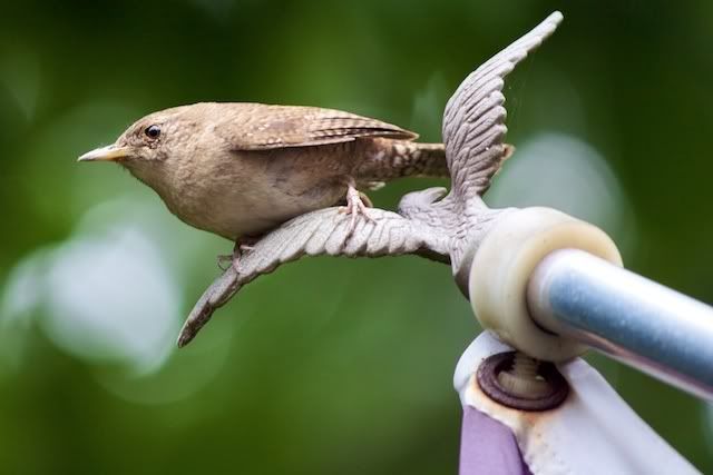 IMAGE: http://i268.photobucket.com/albums/jj26/Sveetly/IMG_3812-Version2.jpg