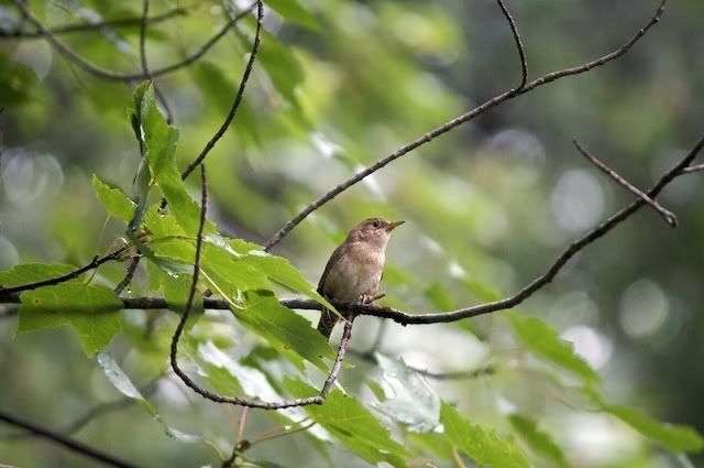 IMAGE: http://i268.photobucket.com/albums/jj26/Sveetly/IMG_3845-Version2.jpg