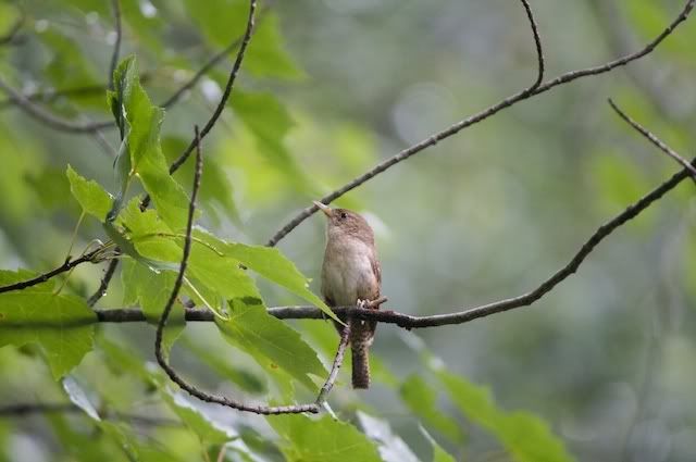 IMAGE: http://i268.photobucket.com/albums/jj26/Sveetly/IMG_3846-Version2.jpg