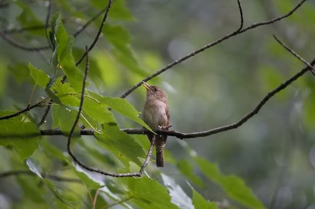 IMAGE: http://i268.photobucket.com/albums/jj26/Sveetly/IMG_3849.jpg