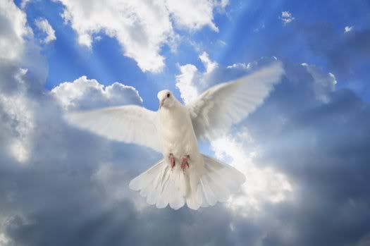 dove for peace photo: Peace image_1294415651_dove_sky.jpg