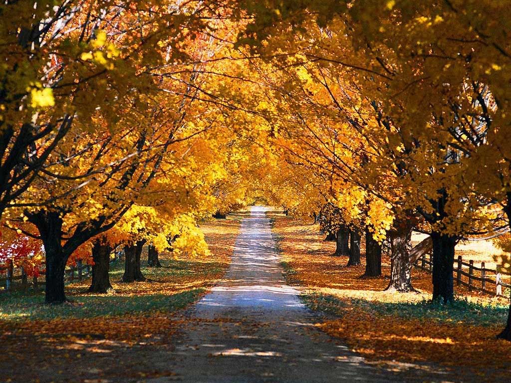 autumn road Pictures, Images and Photos