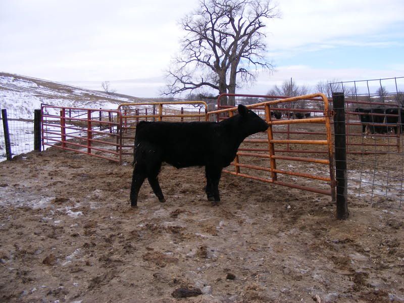 2008_1231calves0245.jpg