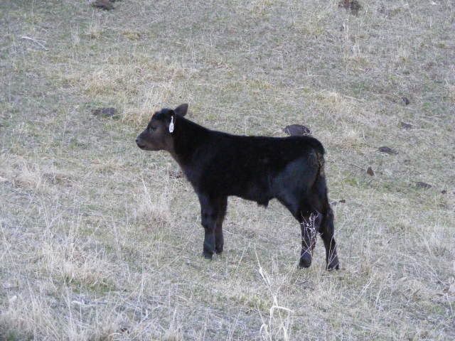 2009_0402calves0010.jpg