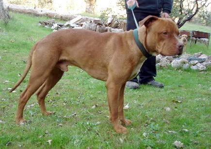 Pitbull weight gain