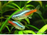 th_neon-tetra-1251254881-800.jpg