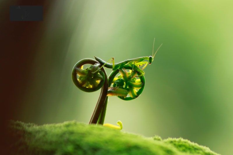 praying-mantis-bike_zpsa50e008f.jpg