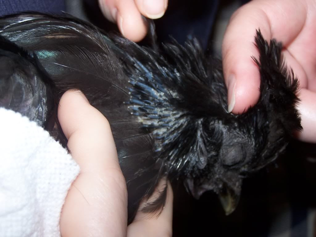 Molting? Mites? Mating?? Loss of Feathers... BackYard Chickens