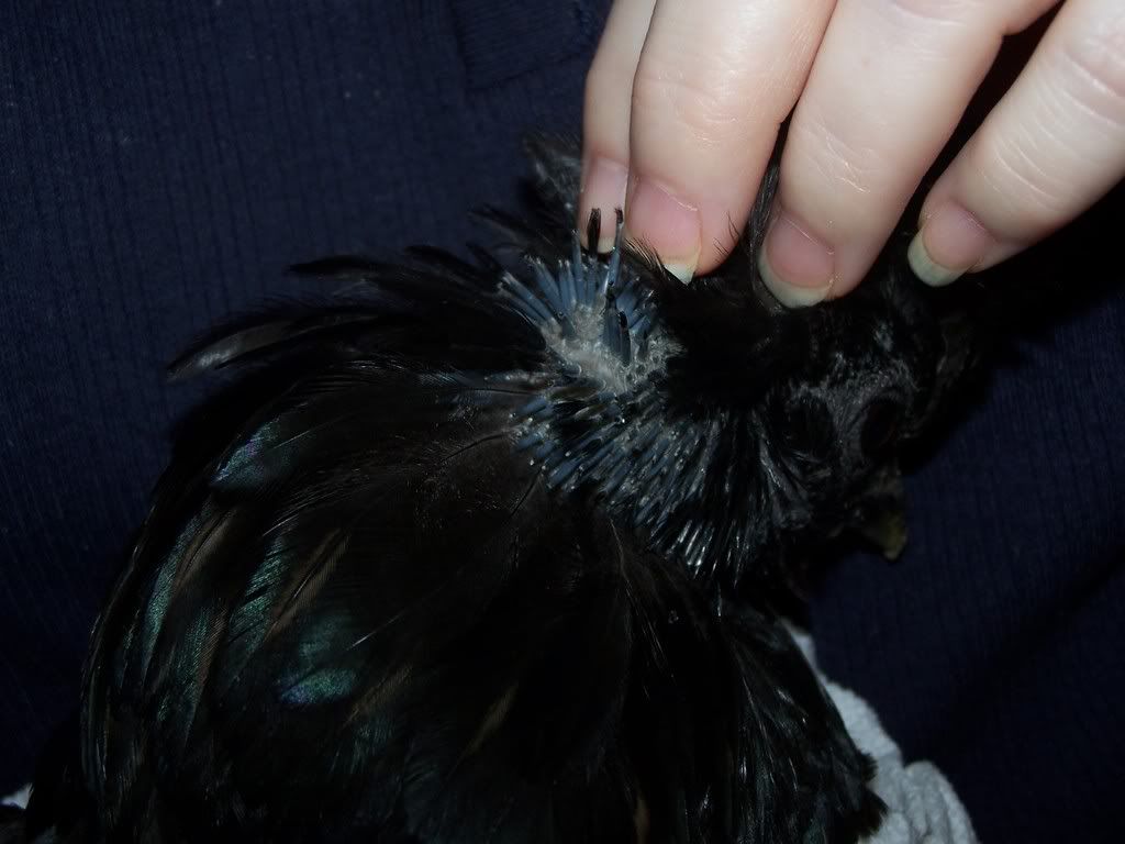 Molting? Mites? Mating?? Loss of Feathers... BackYard Chickens