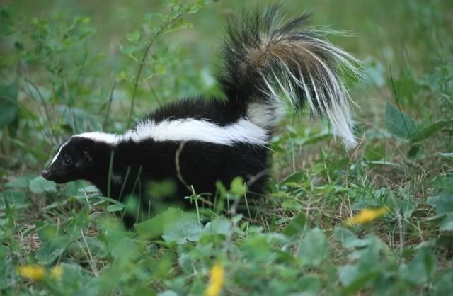 skunk photo: skunk skunk.jpg
