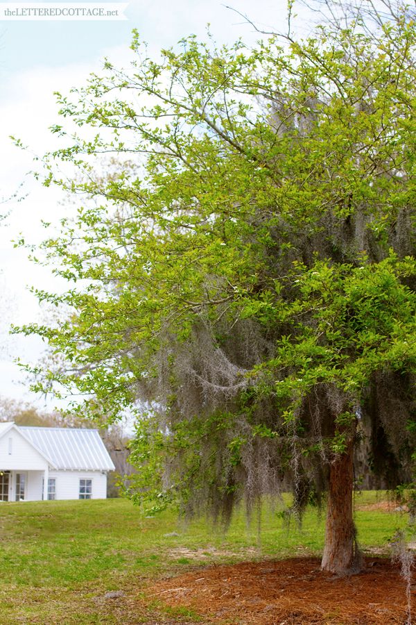  photo Tree_South_Lettered_Cottage_Spanish_Moss_1_zps5a485369.jpg