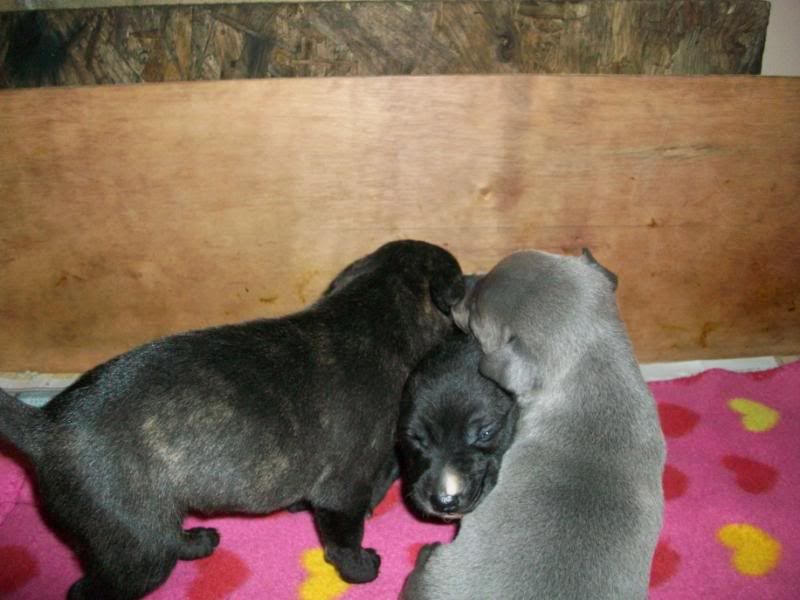 Puppies3weeks036.jpg