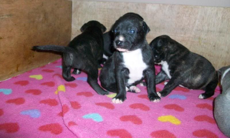 Puppies3weeks088.jpg